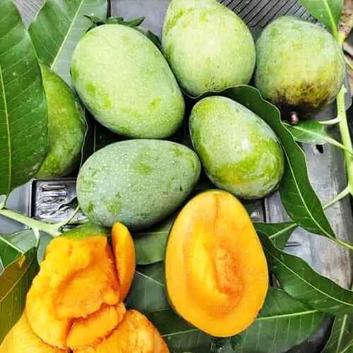 Mango Orchard