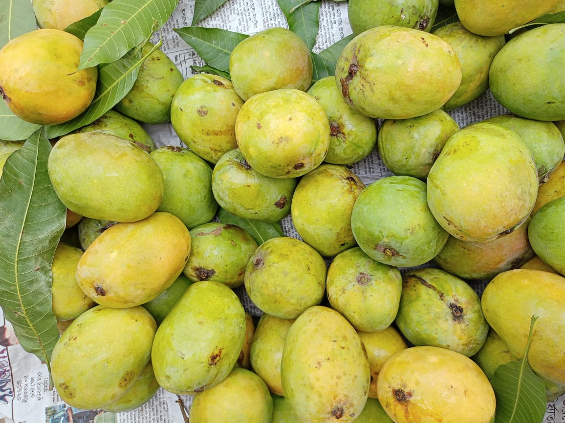 বাগান থেকে হিমসাগর আম