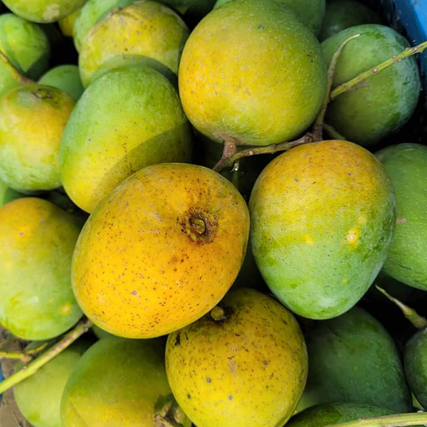 গাছপাকা রাজশাহীর আম — প্রিমিয়াম কোয়ালিটি