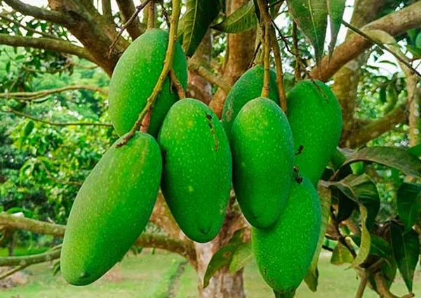নওগাঁর নাক ফজলি আম