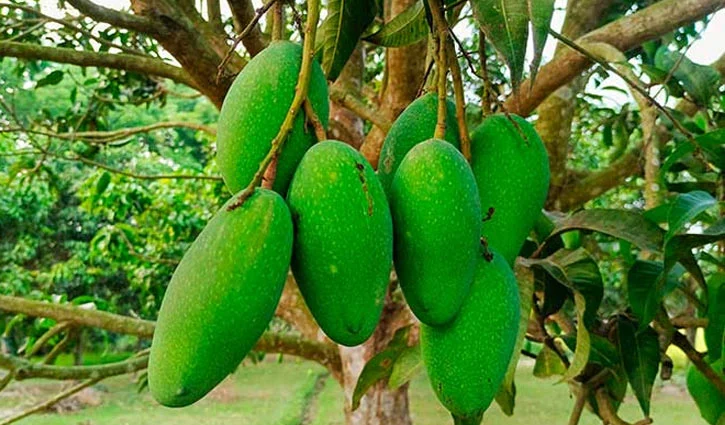 নওগাঁর নাক ফজলি আম