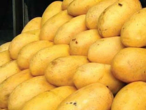 আশ্বিনা আম (১০ কেজি কার্টন) - Ashwina Mango