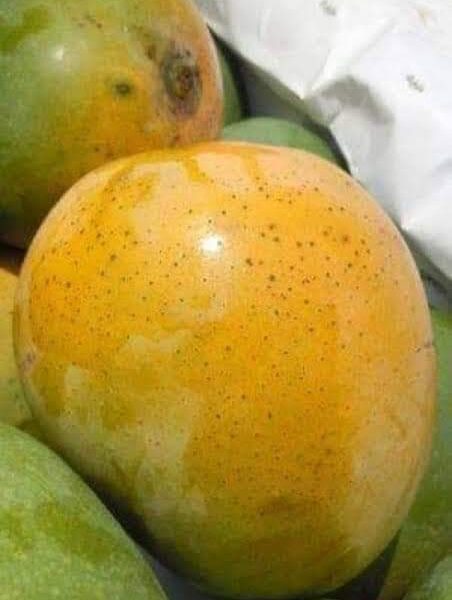 রাজশাহীর খিরসাপাত আম