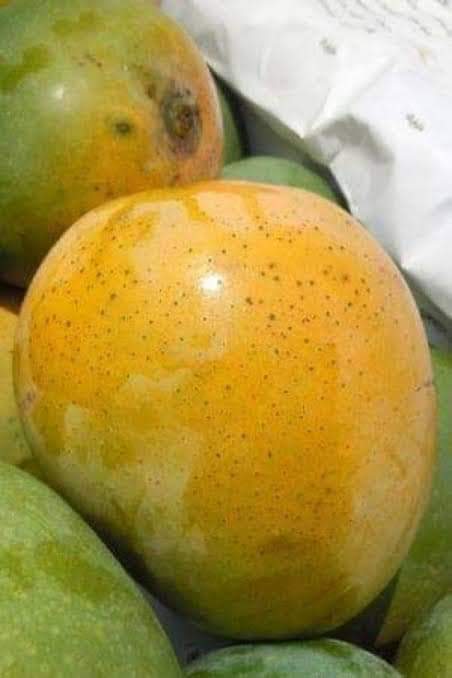 রাজশাহীর খিরসাপাত আম