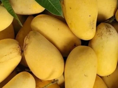 রাজশাহী-চাঁপাইনবাবগঞ্জের ফজলি আম