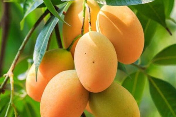 চাঁপাইনবাবগঞ্জের ল্যাংড়া আম