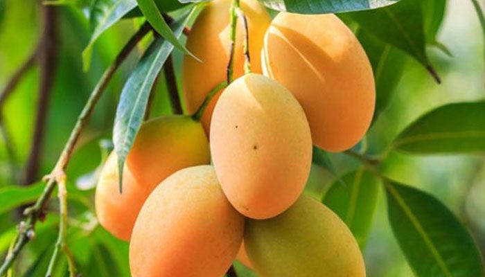 চাঁপাইনবাবগঞ্জের ল্যাংড়া আম