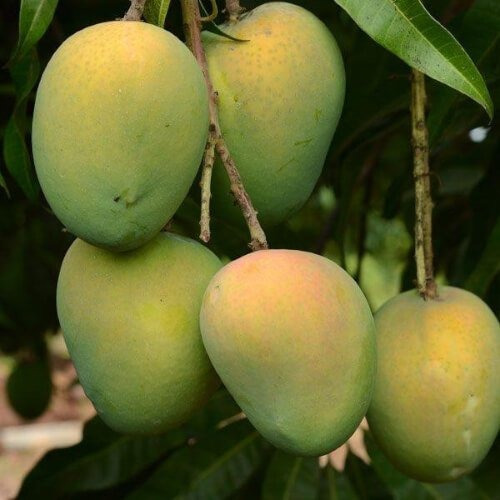 Haribhanga