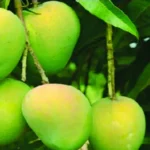 রাজশাহীর হিমসাগর/খিরসাপাত আম