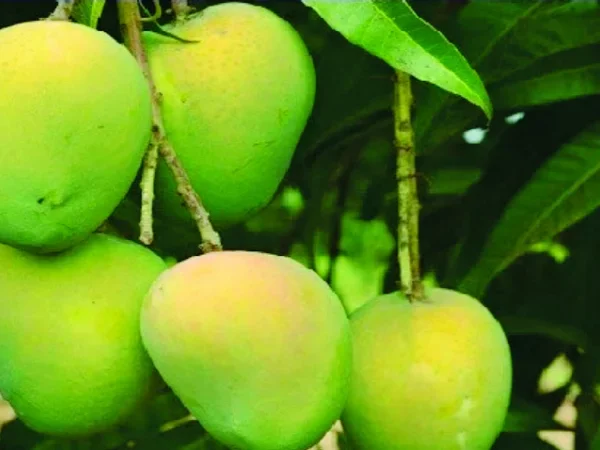 রংপুরের হাঁড়িভাঙ্গা আম