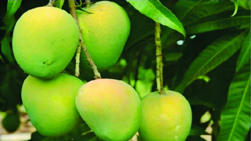 রাজশাহীর হিমসাগর/খিরসাপাত আম