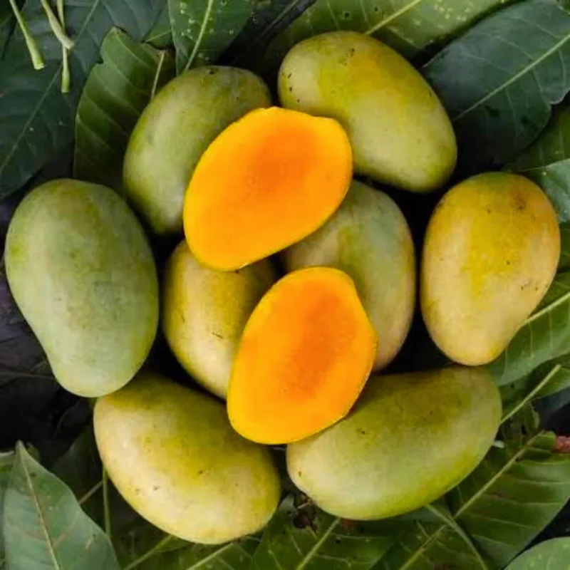 আম্রপালি আম (রুপালি আম) - সরাসরি রাজশাহীর ফরমালিন মুক্ত আম